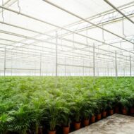 Areca-Palme mit Topf - H130cm - Ø24cm – Bild 6