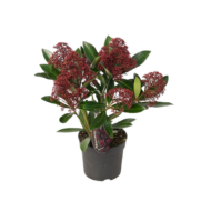 Set mit 3 Skimmia ‚Rubella‘ – Ø 10,5 cm – ↨ 20-25 cm – Bild 2