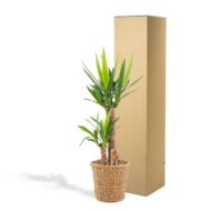 Yucca mit Korb - H100cm - Ø21cm – Bild 5