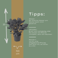 Set mit 3 Skimmia ‚Rubella‘ – Ø 10,5 cm – ↨ 20-25 cm – Bild 3