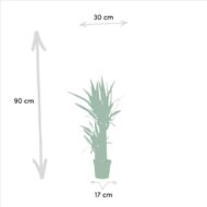 Dracaena ↨70cm - Ø17cm + Yucca ↨90cm - Ø17cm – Bild 4