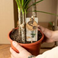 Dracaena ↨70cm - Ø17cm + Yucca ↨90cm - Ø17cm – Bild 7
