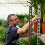 Dracaena ↨70cm - Ø17cm + Yucca ↨90cm - Ø17cm – Bild 9