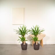 2x Yucca - H90cm - Ø17cm – Bild 2