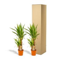2x Yucca - H90cm - Ø17cm – Bild 5