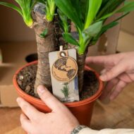 2x Yucca - H90cm - Ø17cm – Bild 6