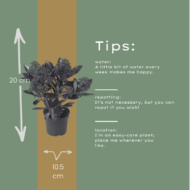 Set mit 3 Skimmia ‚Rubella‘ – Ø 10,5 cm – ↨ 20-25 cm – Bild 4