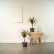2x Dracaena - H60cm - Ø14cm – Bild 2