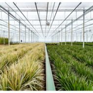 2x Dracaena - H60cm - Ø14cm – Bild 7