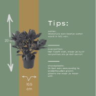 Set mit 3 Skimmia ‚Rubella‘ – Ø 10,5 cm – ↨ 20-25 cm – Bild 5