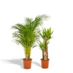 Areca - H130cm - Ø24cm + Yucca - H100cm - Ø21cm