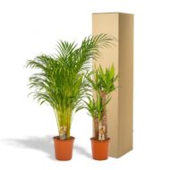 Areca - H130cm - Ø24cm + Yucca - H100cm - Ø21cm – Bild 7