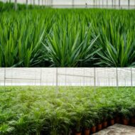 Areca - H130cm - Ø24cm + Yucca - H100cm - Ø21cm – Bild 9