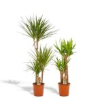 Dracaena - H120cm - Ø21cm + Yucca - H100cm - Ø21cm