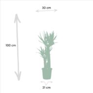 Dracaena - H120cm - Ø21cm + Yucca - H100cm - Ø21cm – Bild 5