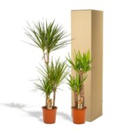 Dracaena - H120cm - Ø21cm + Yucca - H100cm - Ø21cm – Bild 6