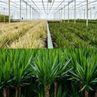 Dracaena - H120cm - Ø21cm + Yucca - H100cm - Ø21cm – Bild 8