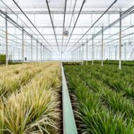 Dracaena - H120cm - Ø21cm + Dracaena - H70cm - Ø17cm – Bild 8