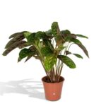 Calathea Flamestar - Pfauenpflanze - Ø19cm - H75cm
