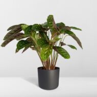Calathea Flamestar - Pfauenpflanze - Ø19cm - H75cm – Bild 8