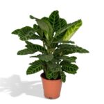 Calathea Zebrina - Pfauenpflanze - Ø19cm - H80cm