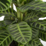 Calathea Zebrina - Pfauenpflanze - Ø19cm - H80cm – Bild 3