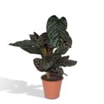 Calathea Ornata - Ø19cm - H75cm