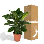 Calathea Zebrina - Pfauenpflanze - Ø19cm - H80cm – Bild 5