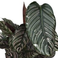 Calathea Ornata - Ø19cm - H75cm – Bild 5