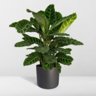 Calathea Zebrina - Pfauenpflanze - Ø19cm - H80cm – Bild 8