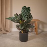 Calathea Ornata - Ø19cm - H75cm – Bild 6
