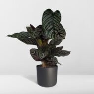 Calathea Ornata - Ø19cm - H75cm – Bild 8
