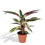 Calathea Triostar - Pfauenpflanzet - Ø19cm - H70cm