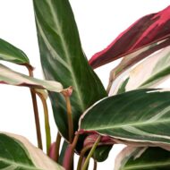 Calathea Triostar - Pfauenpflanzet - Ø19cm - H70cm – Bild 3