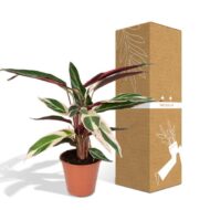 Calathea Triostar - Pfauenpflanzet - Ø19cm - H70cm – Bild 5