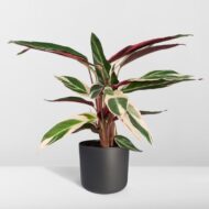 Calathea Triostar - Pfauenpflanzet - Ø19cm - H70cm – Bild 8