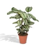 Calathea Whitestar - Pfauenpflanze - Ø19cm - H50cm