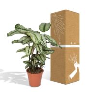 Calathea Whitestar - Pfauenpflanze - Ø19cm - H50cm – Bild 5