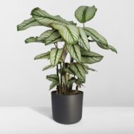 Calathea Whitestar - Pfauenpflanze - Ø19cm - H50cm – Bild 8