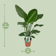 Strelitzia Nicolai - Paradiesvogelpflanze - Ø19cm - H90cm – Bild 2