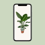 Strelitzia Nicolai - Paradiesvogelpflanze - Ø19cm - H90cm – Bild 4