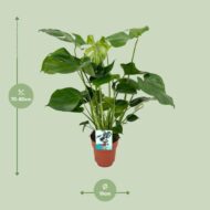 Monstera Deliciosa - Ø19cm - H60cm – Bild 2