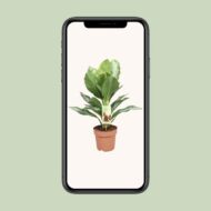 Aglaonema Silver Bay - Chinesisches Immergrün - Ø17cm - H55cm – Bild 4