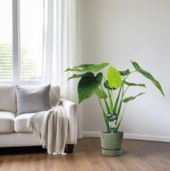 Alocasia Cucullata - Elefantenohr - Ø19cm - H55cm – Bild 6