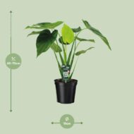 Alocasia Cucullata - Elefantenohr - Ø19cm - H55cm – Bild 7