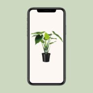 Alocasia Cucullata - Elefantenohr - Ø19cm - H55cm – Bild 9