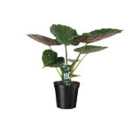Alocasia Wentii - Elefantenohr - Ø19cm - H70cm