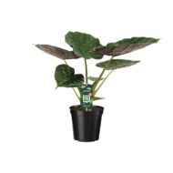 Alocasia Wentii - Elefantenohr - Ø19cm - H70cm – Bild 5