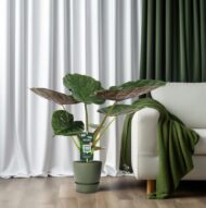Alocasia Wentii - Elefantenohr - Ø19cm - H70cm – Bild 6