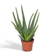 Aloe Vera - Ø12cm - H40cm